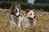 BORDER COLLIE 1073